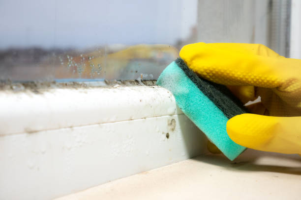 Best Commercial Mold Remediation in Boulder Creek, CA