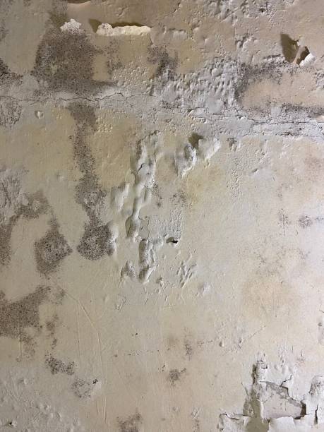 Best Black Mold Remediation in Boulder Creek, CA