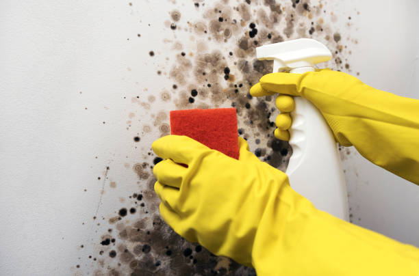 Best Industrial Mold Remediation in Boulder Creek, CA