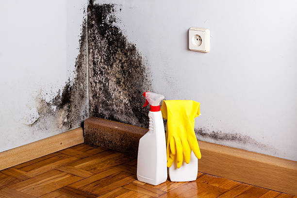 Best Kitchen Mold Remediation in Boulder Creek, CA
