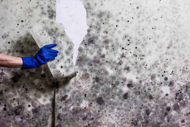Best Bathroom Mold Remediation in Boulder Creek, CA